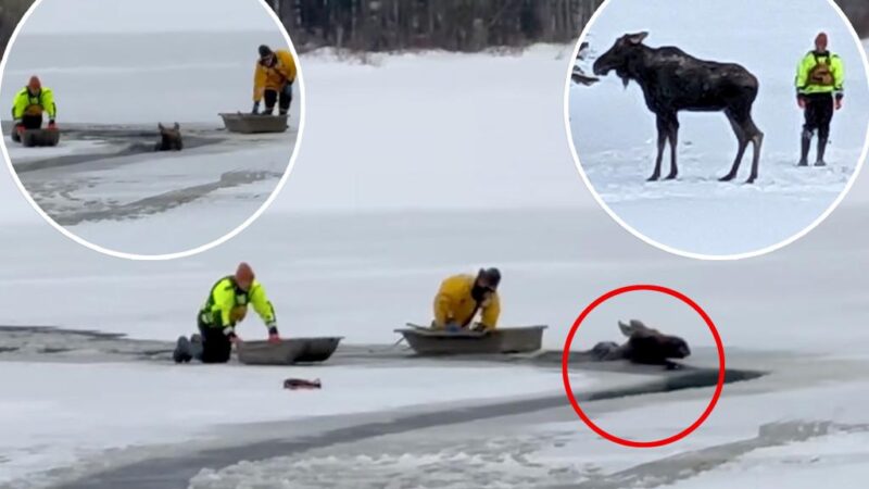 How to rescue a moose from a frozen lake: ‘No training manual’